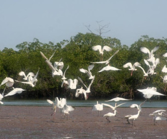 Senegal birding tours